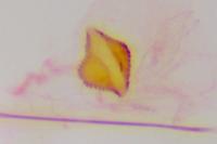 Teleiopsis diffinis