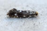 Nemapogon koenigi