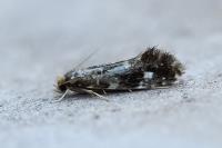 Nemapogon koenigi