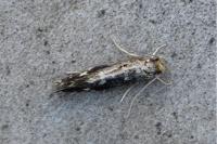 Nemapogon koenigi