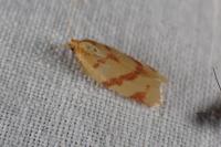 Clepsis pallidana