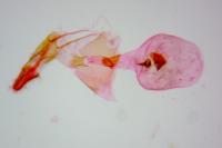 Eucosma obumbratana