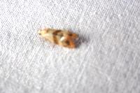 Neocochylis millierana