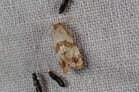 Phalonidia contractana