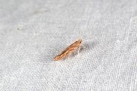 Pyroderces argyrogrammos