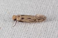 Anomalotinea liguriella