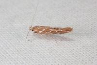 Pyroderces argyrogrammos