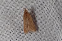 Helcystogramma lutatella