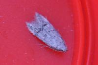 Teleiodes vulgella