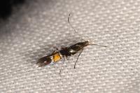 Cosmopterix zieglerella