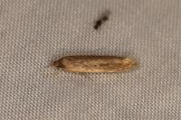 Limnaecia phragmitella