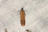 Dichomeris acuminata