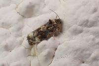 Endothenia