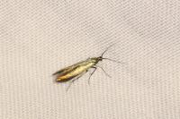 Coleophora