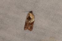 Acleris variegana