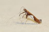 Caloptilia stigmatella