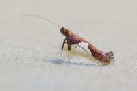 Caloptilia stigmatella