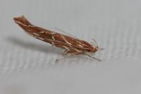 Pyroderces argyrogrammos