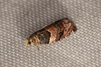 Gypsonoma minutana