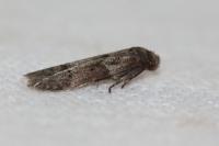 Blastobasis
