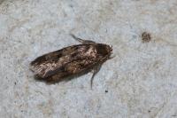 Borkhausenia