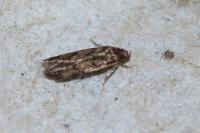 Borkhausenia