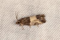 Spilonota ocellana