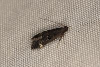 Dichomeris alacella