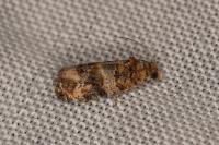 Lobesia botrana