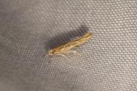 Pyroderces argyrogrammos