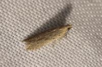 Monochroa niphognatha