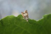 Grapholita compositella