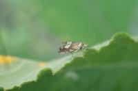 Grapholita compositella