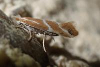 Phyllonorycter millierella