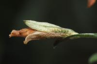Coleophora medelichensis