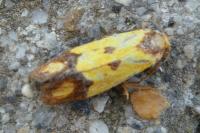 Agapeta zoegana