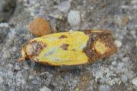 Agapeta zoegana