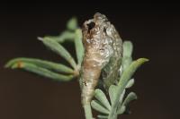 Coleophora spumosella