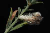 Coleophora spumosella