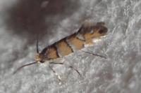 Phyllonorycter klemannella
