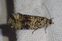 Celypha lacunana