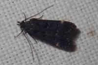 Dichomeris alacella