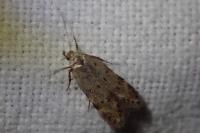 Pseudotelphusa paripunctella