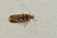 Hofmannophila pseudospretella
