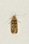 Hofmannophila pseudospretella