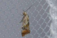 Cochylidia rupicola