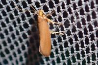 Crassa unitella