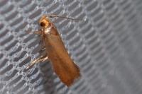 Crassa unitella
