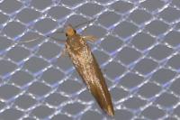 Crassa unitella