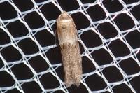 Blastobasis